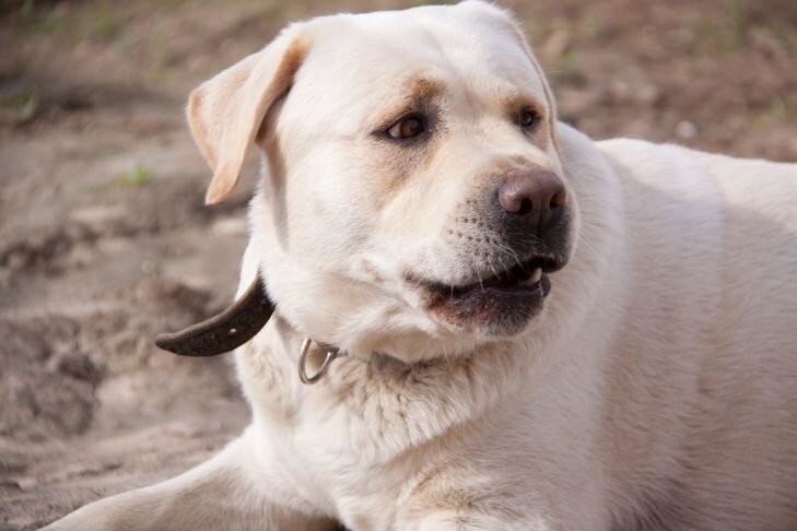 Пес спас семью от вора-убийцы. Но погиб сам Пес спас семью от вора-убийцы. Но погиб сам