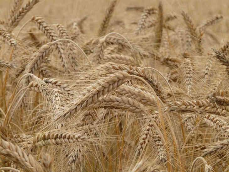 Беларусь рассчитывает получить в этом году рекордный урожай зерна