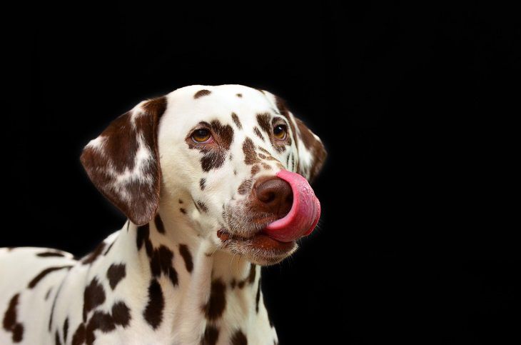 Ученые: впервые у собаки был обнаружен ген, устойчивый к лекарствам