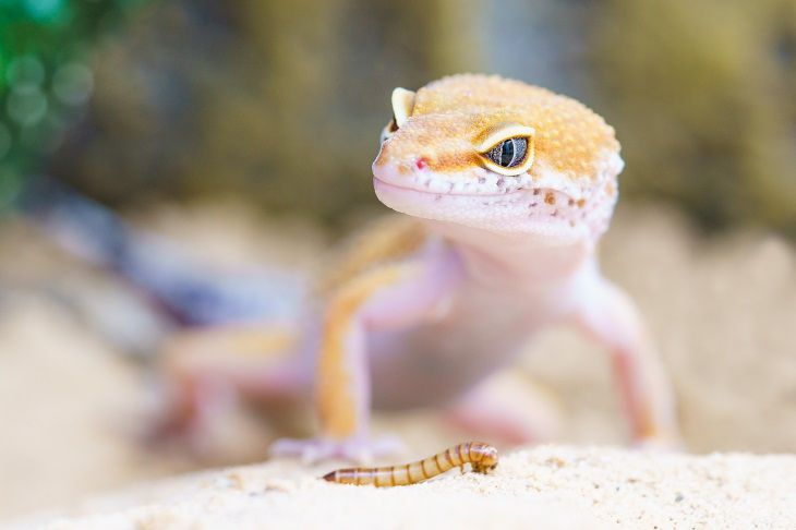 Ученые обнаружили в Малайзии ящерицу с невероятно голубыми глазами
