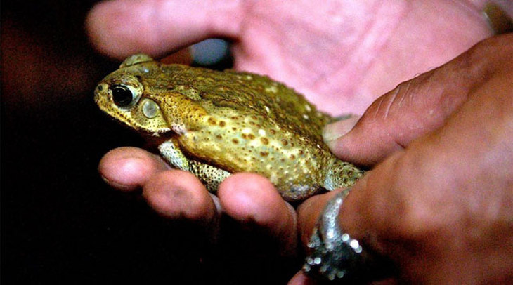 Тысячи ядовитых жаб захватили курорт Флориды