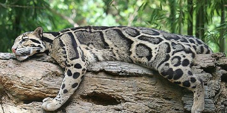 На Тайване нашли дымчатого леопарда, который считался вымершим