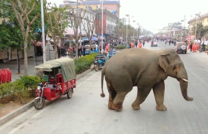 Слон гулял по городу: девять авто разнес 