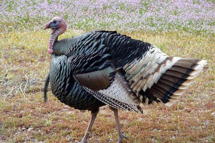 Полиция поймала индейку-воровку