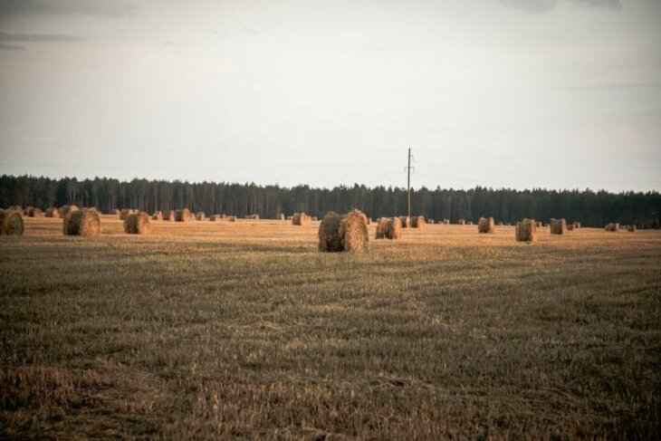 В Полоцком районе нашли двух пропавших девочек: они прятались в стоге сена