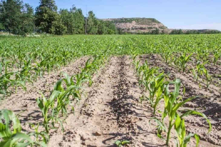 Уровень плодородия почв в Беларуси возрос в последние годы