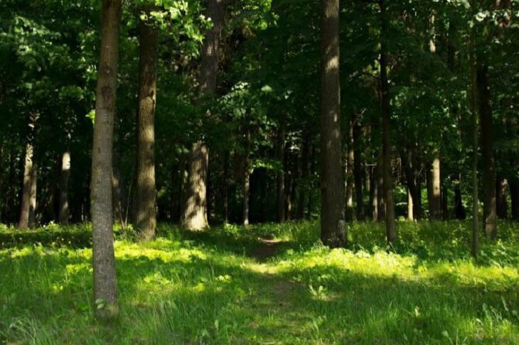 В Могилевской области с помощью фотоловушек в 2018 году выявлено 45 лесонарушений В Могилевской области с помощью фотоловушек в 2018 году выявлено 45 лесонарушений