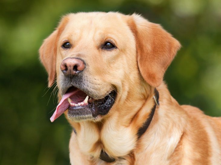 Ученые: собаки распознают эпилептический припадок по запаху