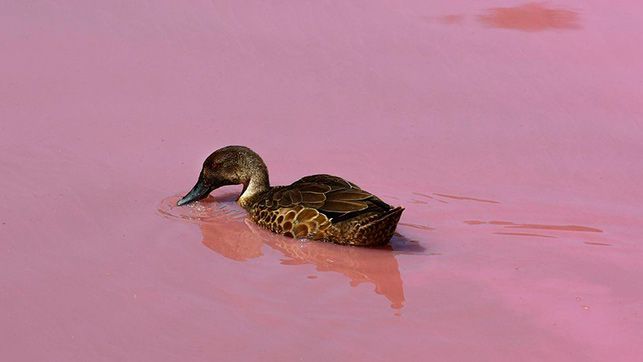 В Австралии озеро стало розовым 