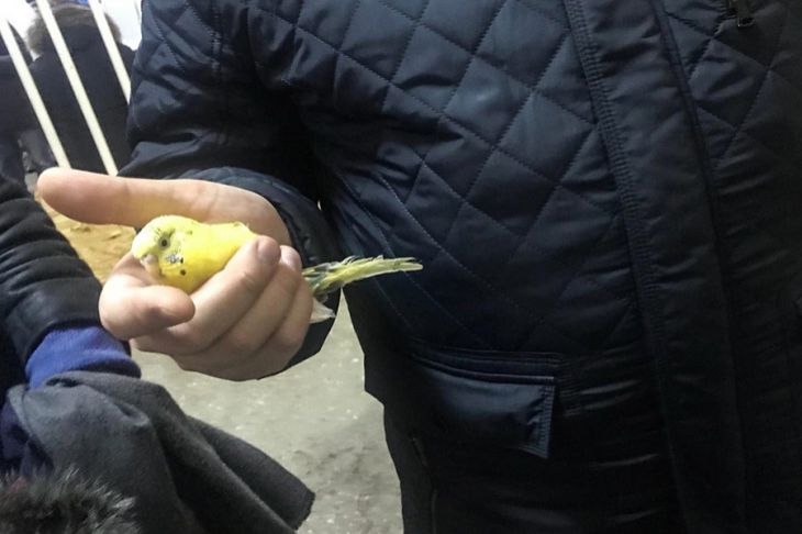 Из-под завалов дома в Магнитогорске достали живого попугая Из-под завалов дома в Магнитогорске достали живого попугая