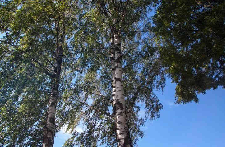 Лесхозы Витебской области приступили к заготовке березового сока