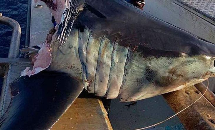 Рыбак выловил 100-килограммовую откушенную голову акулы