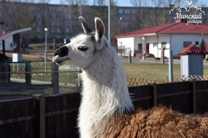 В минский зоопарк из Гродно переехала юная лама Веснушка