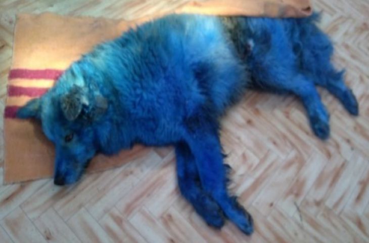 Покрасили в синий цвет: собака, над которой издевались подростки, умерла в муках 