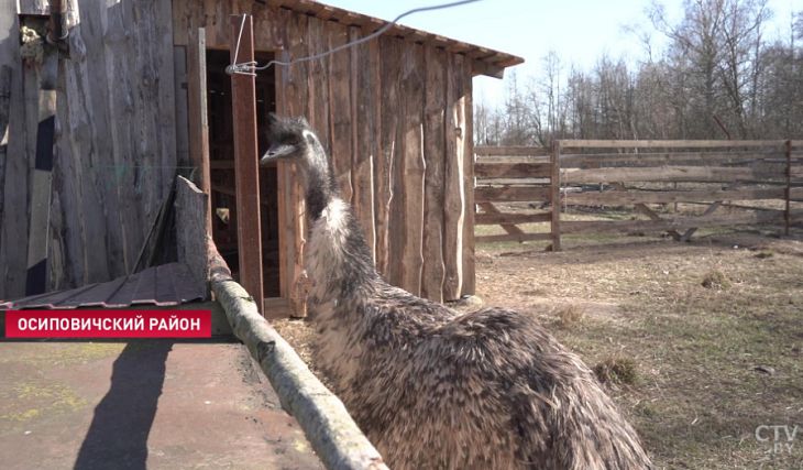 Под Осиповичами нашли сбежавшего страуса, второй до сих пор прячется