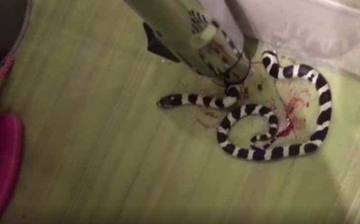 «Не в джунглях на сафари»: семья разрубила змею, заползшую к ним в туалет
