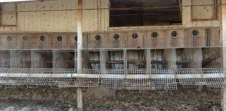 Последняя в Германии пушная звероферма прекратила работу под давлением зоозащитников Последняя в Германии пушная звероферма прекратила работу под давлением зоозащитников