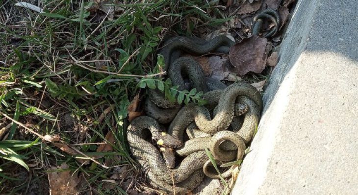 В Пинске проснулись ужи: обнаружили целый клубок 