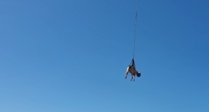 На Сардинии сняли на видео полет коровы