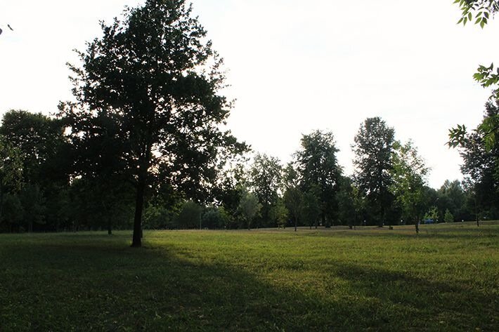 На Брестчине хотят высадить более миллиона деревьев