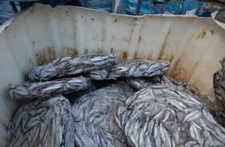 В России три месяца жгли 72 тонны санкционной эстонской кильки