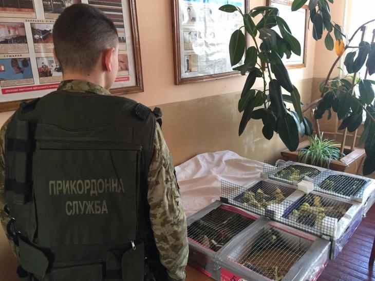 Житель Житомирщины пытался пронести в Беларусь ящик со 150 попугаями