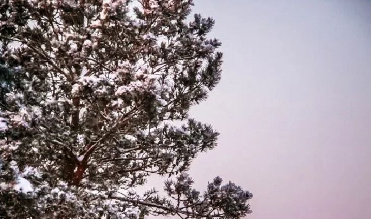 Минчане смогут выбрать породы деревьев для высадки во дворе