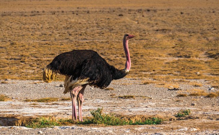 Биологи выяснили, почему страусы перестали летать