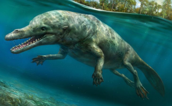 Палеонтологи обнаружили останки древнего четвероногого кита