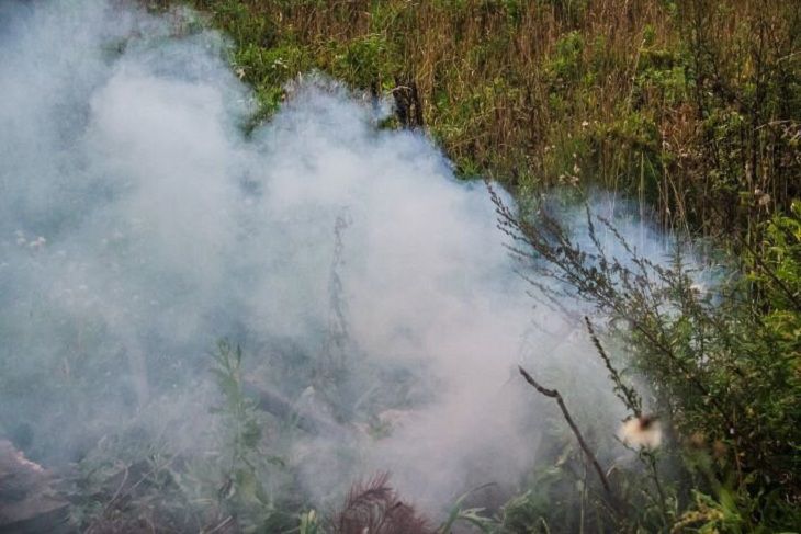 В Могилевской области при выжигании сухой травы погибла пенсионерка