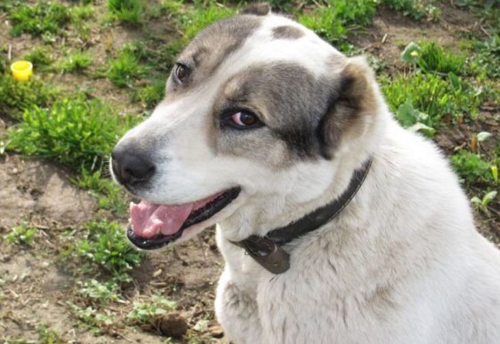 Более 70 минчан в 2018 году оштрафованы за нарушение правил содержания животных