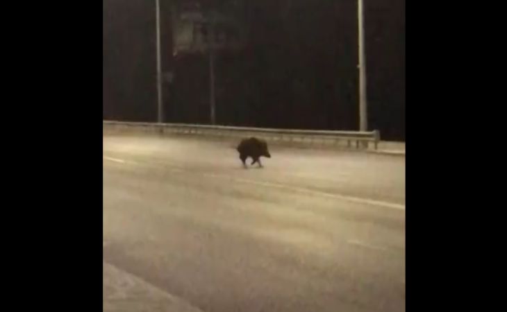 В Могилеве на улице видели дикого кабана, он перебегал дорогу (видео)