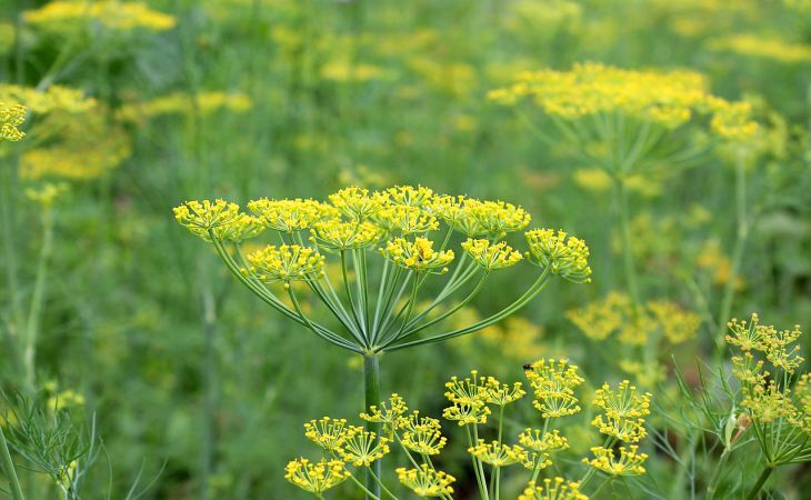 Укроп: правила выращивания и ухода Укроп: правила выращивания и ухода