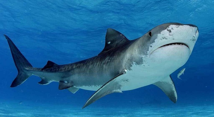 Дайвер-новичок попала в пасть к агрессивной акуле