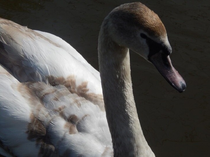 Охотник убил лебедя за агрессию к детям и оставил восьмерых птенцов сиротами