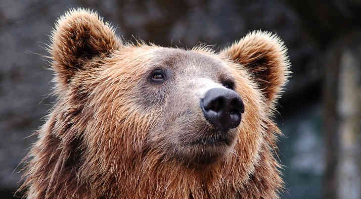 Посетительница турбазы лишилась руки, пытаясь покормить медведя
