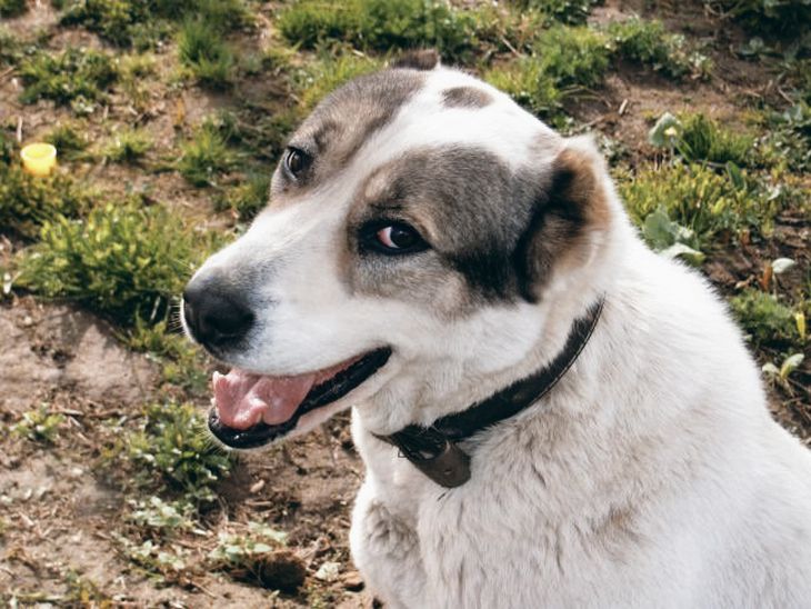 В Гомеле собака выпала с девятого этажа и погибла