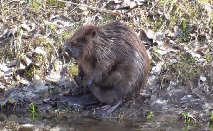 В центре Витебска у ресторана видели бобра В центре Витебска у ресторана видели бобра