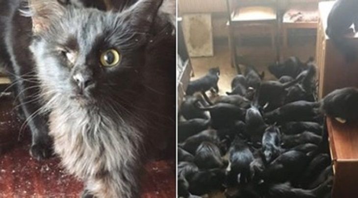 Кошачий «концлагерь». В квартире у пенсионерки живут 60 кошек Кошачий «концлагерь». В квартире у пенсионерки живут 60 кошек