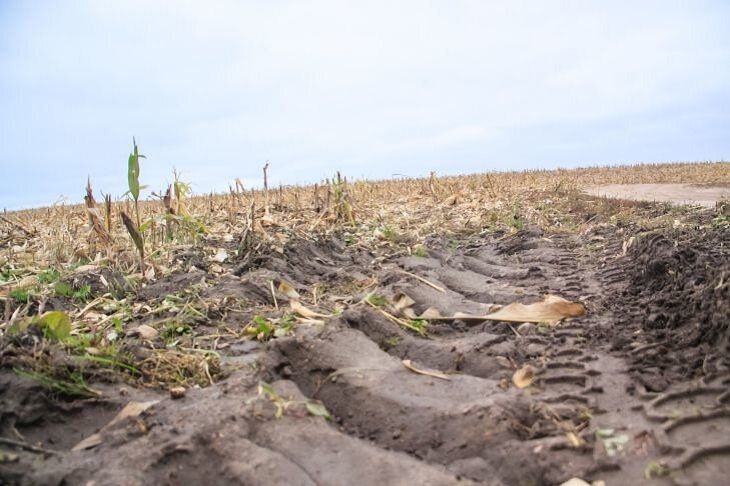 В Беларуси наблюдаются условия, которые способствуют высокому темпу полевых работ