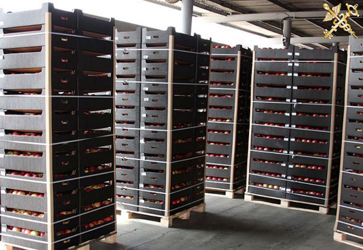 Из Беларуси пытались незаконно вывезти 100 тонн яблок