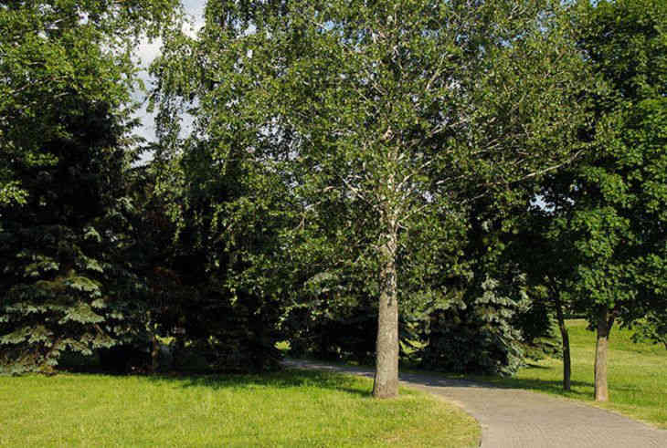 Новый аттракцион установят в Парке культуры и отдыха в Бресте