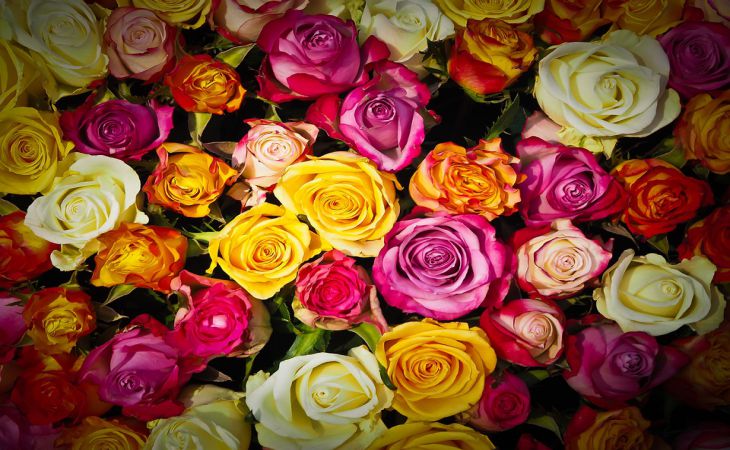 Тест: Выбери цветок и узнай, когда исполнится твоё желание 