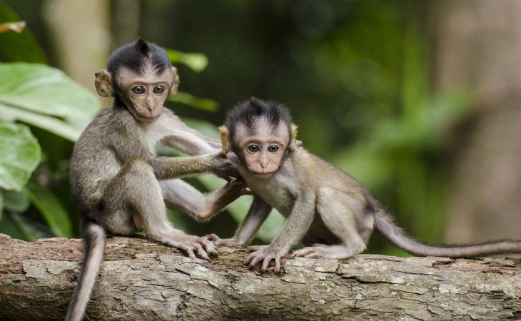 Ученые вывели гибриды с мозгом человека и обезьяны