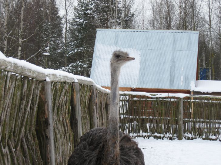 Под Осиповичами поймали беглого страуса  