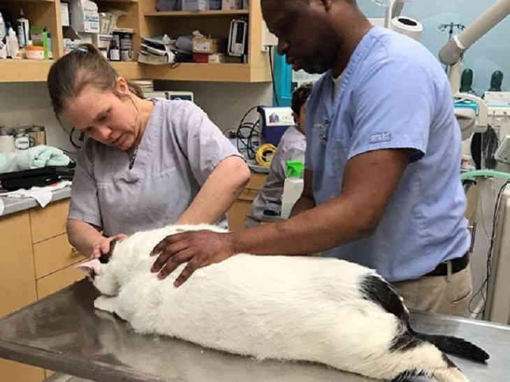 Самый толстый кот Барсик передвигается по городу на коляске