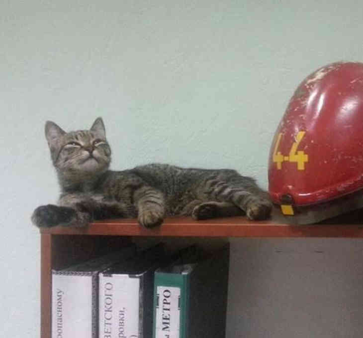 Стало известно, куда в Минске трудоустраивают котов