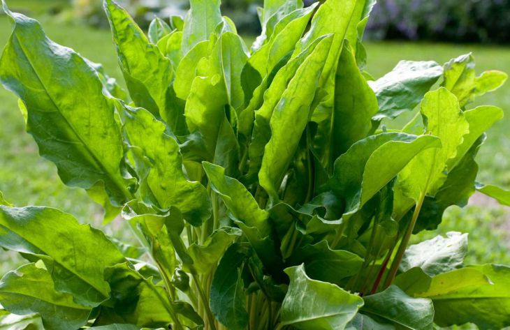 Секреты выращивания щавеля на даче