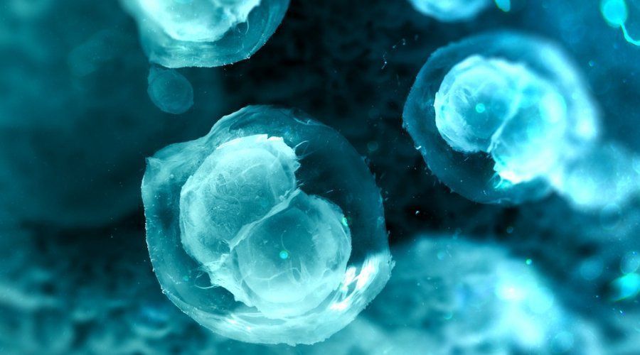 Ученые: лечение стволовыми клетками эффективно 