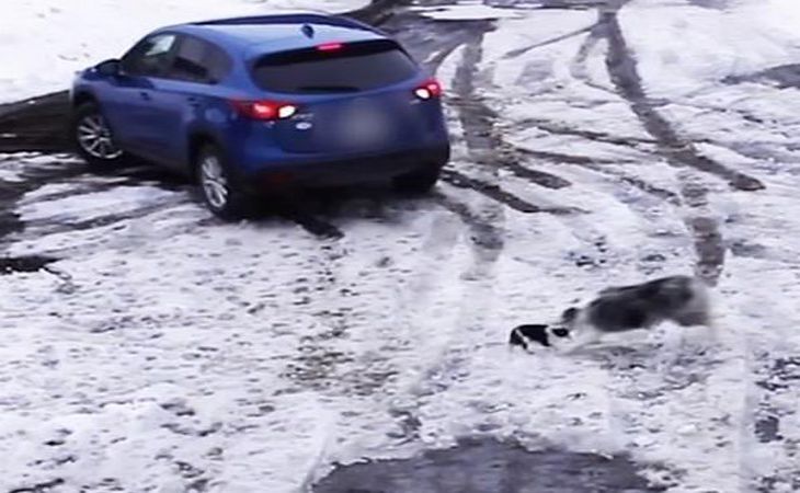 Суперпес: собака спасла из-под колес автомобиля своего друга